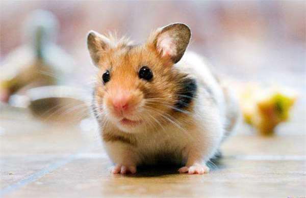 看到老鼠就被恐惧支配？科学家则通过AI识别出了它的情绪